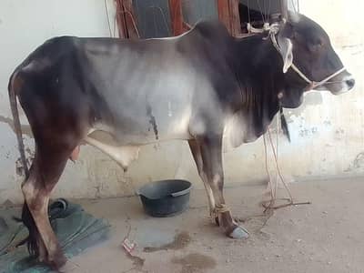 Cow Sale