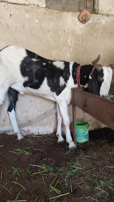 3 Bakra khassi for qurbani sb k paise alg alg likha h desc me