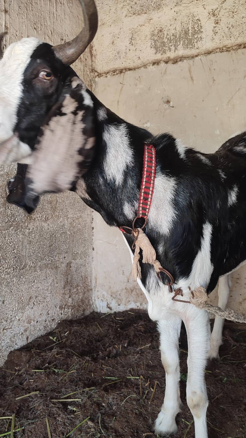 3 Bakra khassi for qurbani sb k paise alg alg likha h desc me - Goats ...