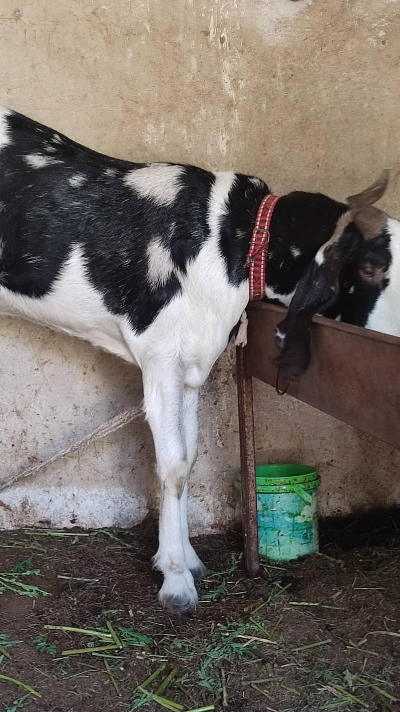 3 Bakra khassi for qurbani sb k paise alg alg likha h desc me - Goats ...