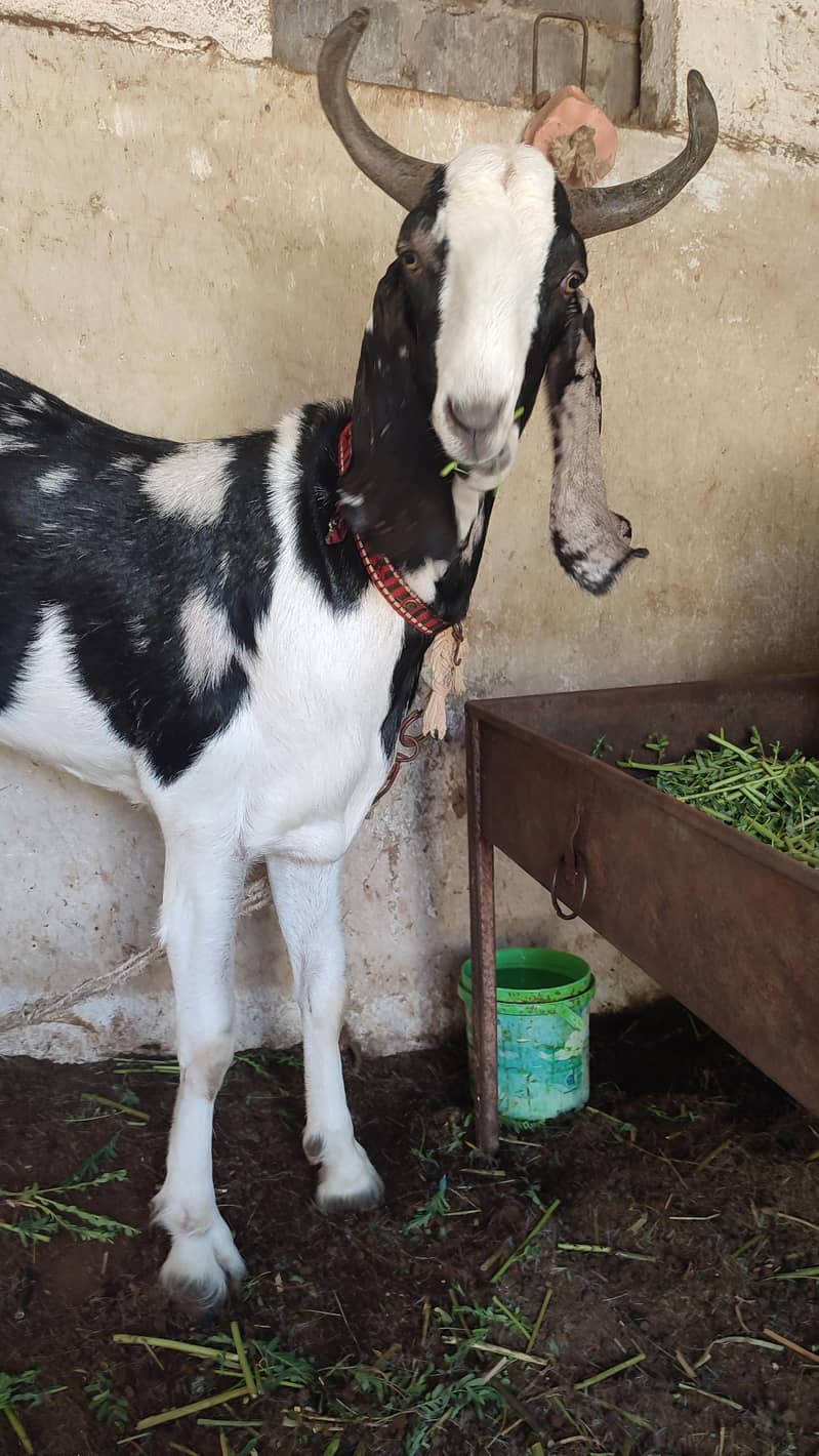 3 Bakra khassi for qurbani sb k paise alg alg likha h desc me - Goats ...