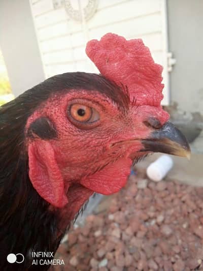 Thai aseel murgh 0328/588/40/55