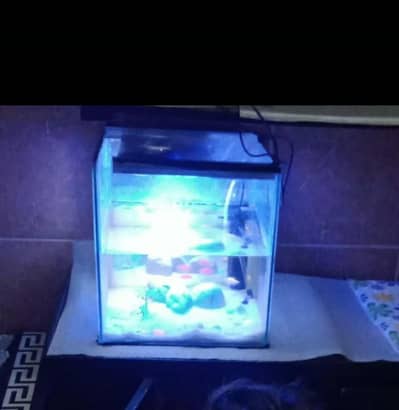 Fish Aquarium