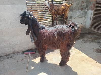 Daira Deen Panha Bakra. strong and beutiful male goat.