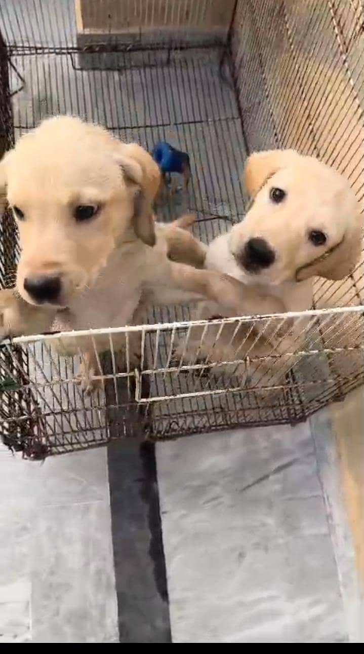 labra dog 3