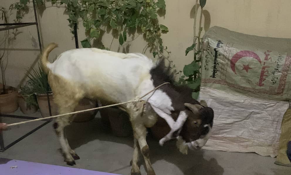 Bakra 0