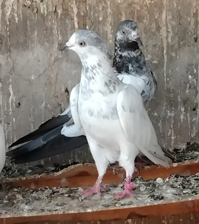 2 Tasweer Wali Mada — photo 3