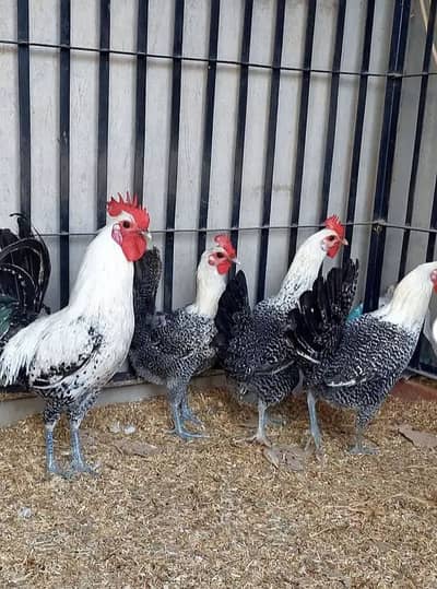 Pure fayoumi chicks 3456897845