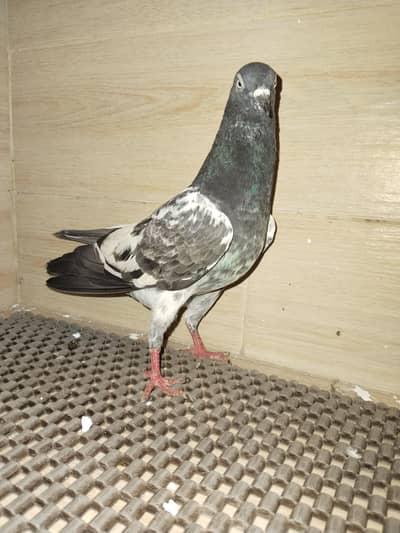 3 Breeder pair for sale