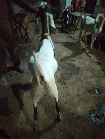 qubani ki bakry