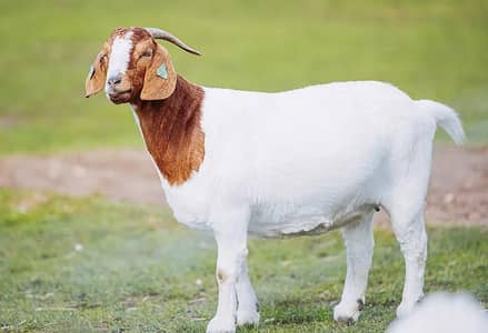 Qasai available for cow bakra