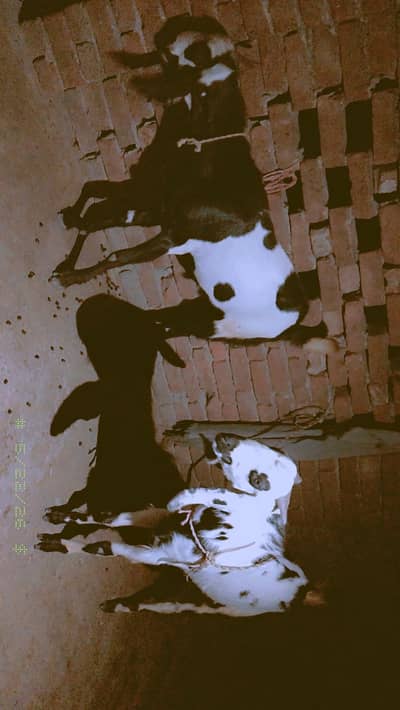 بکرا براۓ فروخت03006405420