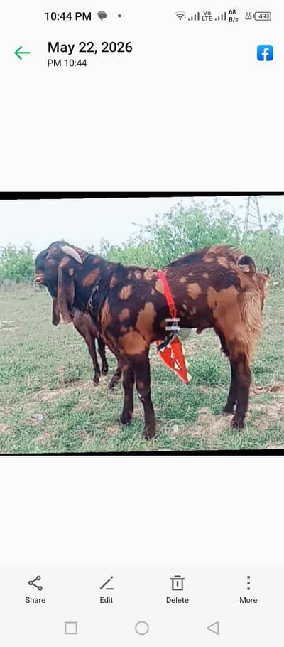 qurbani wala bakra or Wacha or duba