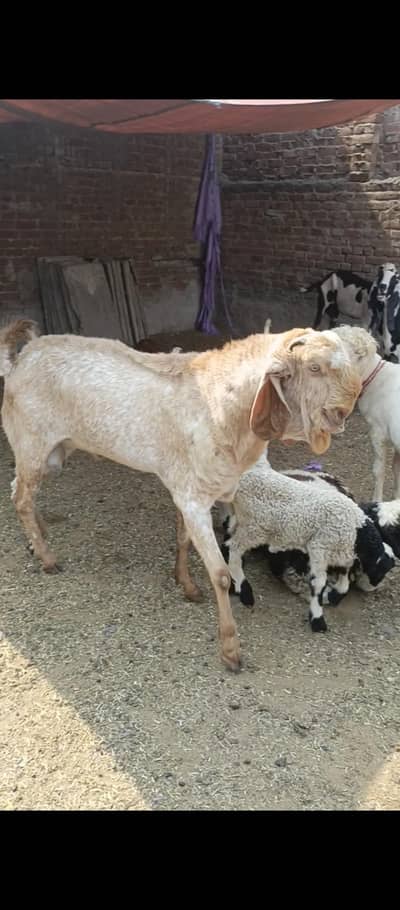 Big highted andal bakra