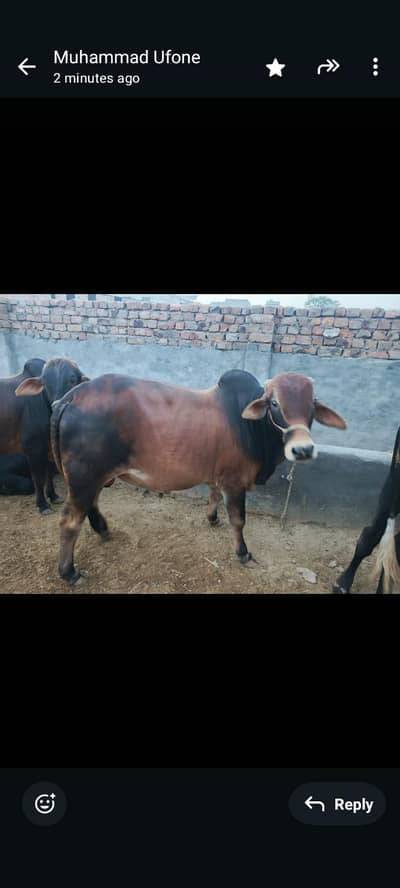 bull for sale