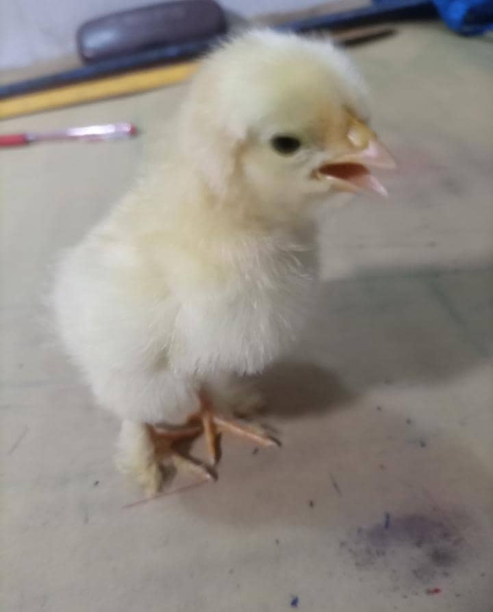 Golden buff chicks  0