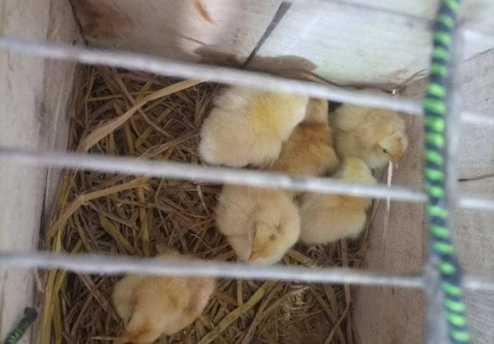 Golden buff chicks  1