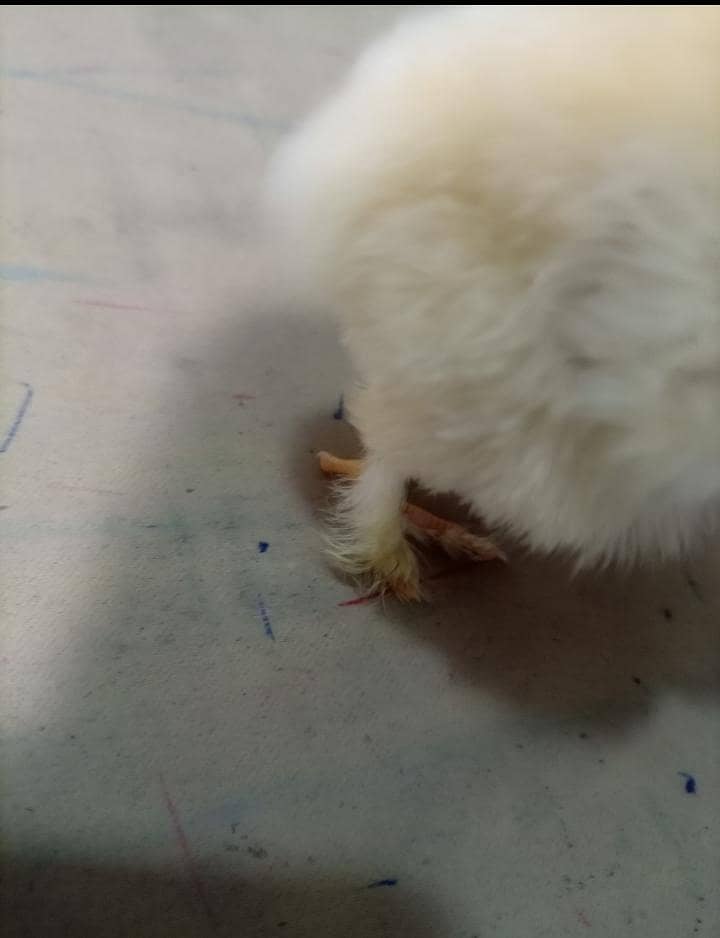 Golden buff chicks  2