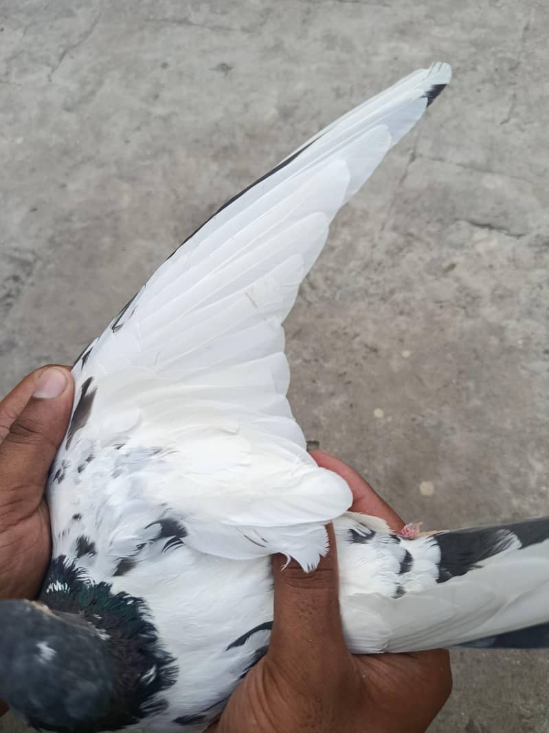 ٹیڈی مادی 2