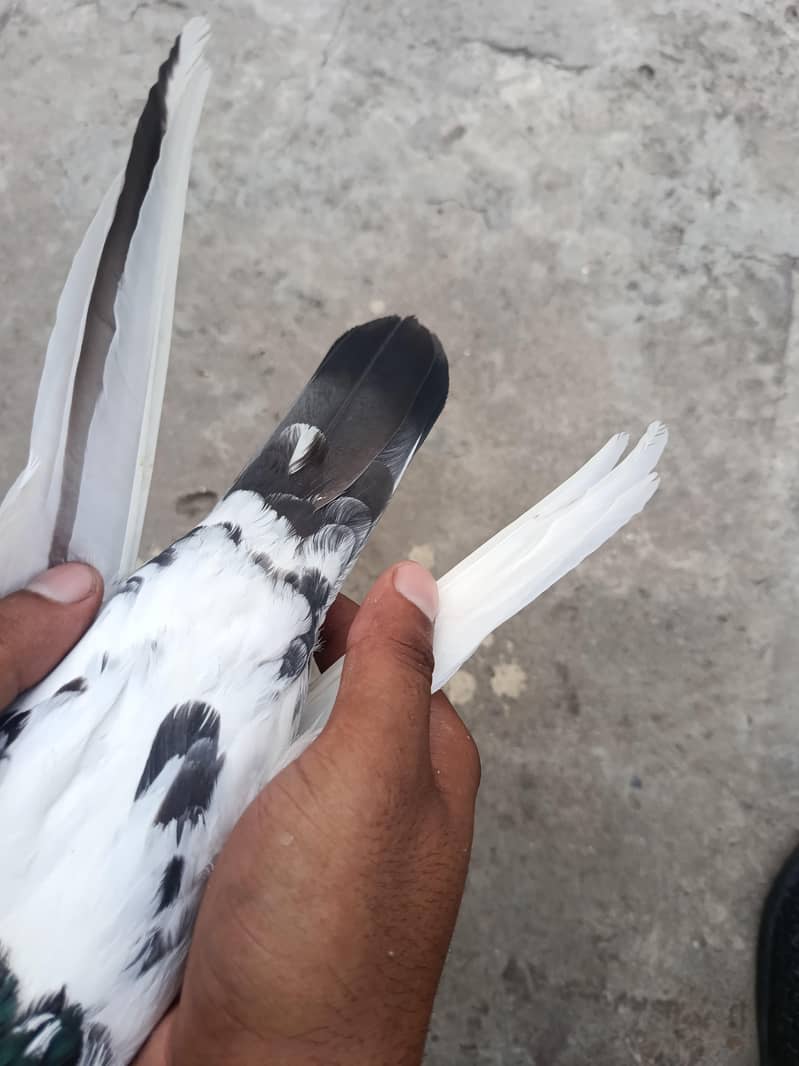 ٹیڈی مادی 3