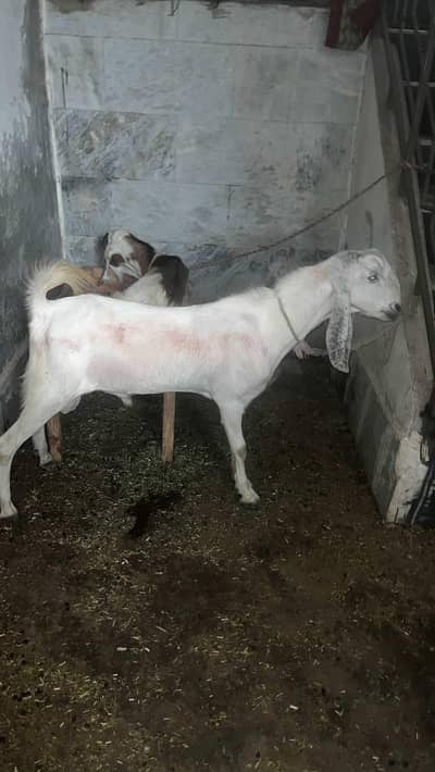 Beautiful Qurbani Goats Available | Prices Vary According to Goat
