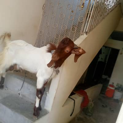goats
