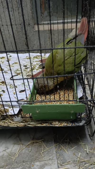 pineapple conure