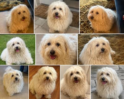 dog for sale