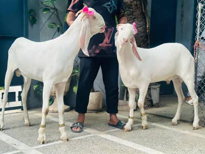 White Gulabi Bakray  (2-Dant).