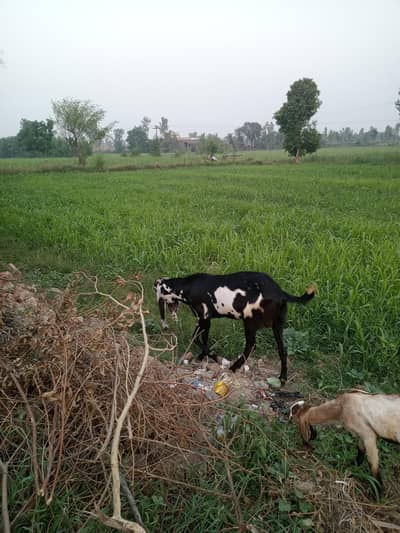 Amratsari Bakray for sale