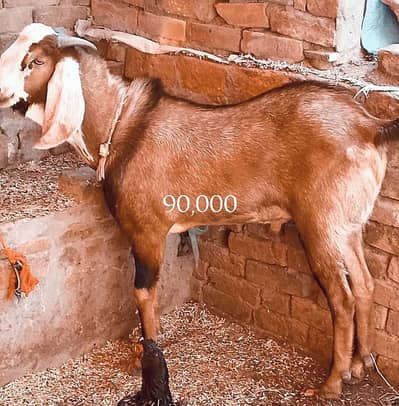 قربانی کیلئے بہترین کوالٹی کا بکرا