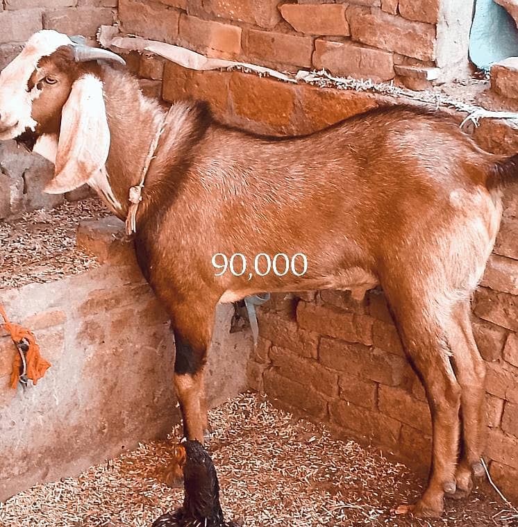 قربانی کیلئے بہترین کوالٹی کا بکرا 0