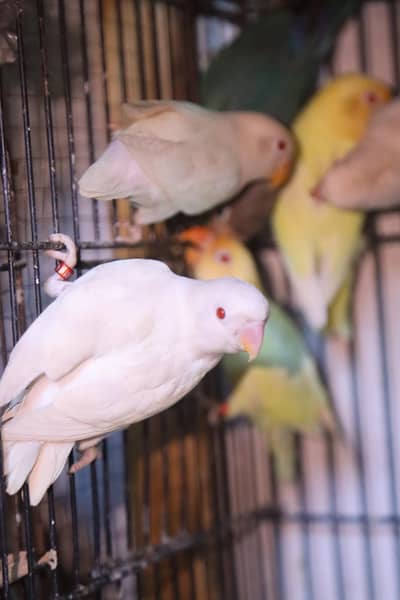 love birds mix colour albino creamino all available