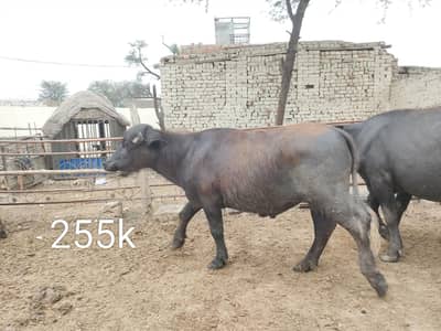 kattay for qurbani  on sale