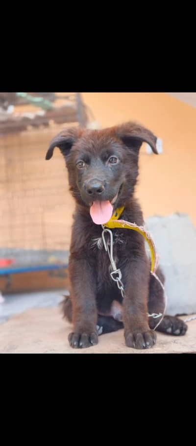 black german Shepherd