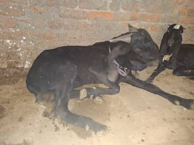 Premium Male Goats for Sale | Healthy Certified Qurbani Desi Bakras