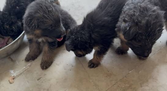 German shepherd puppies for sale 6 puppies