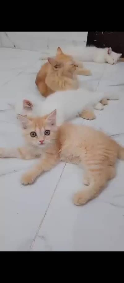 Persian kitten