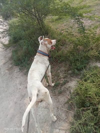 sale and exchange with bully male and bully female
