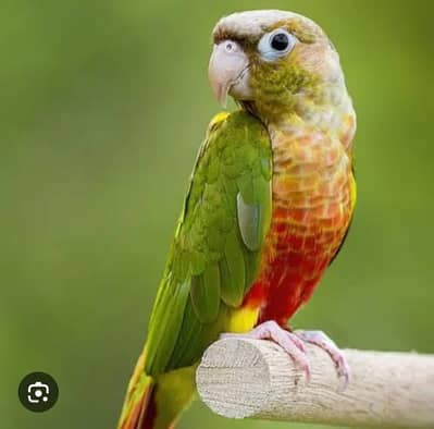 Conures and Love bIrds for Sale