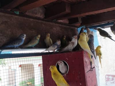 Australian Parrots available in bulk