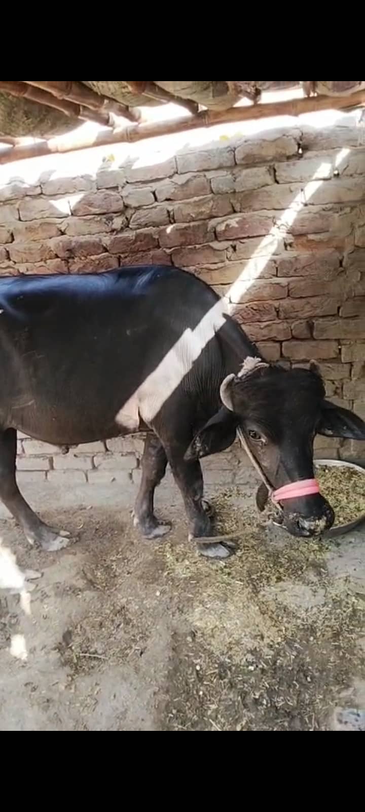Buffalo 0
