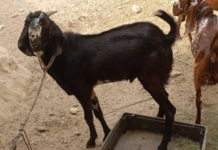 bakra for sale