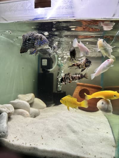 African and malavi cichlids for sale