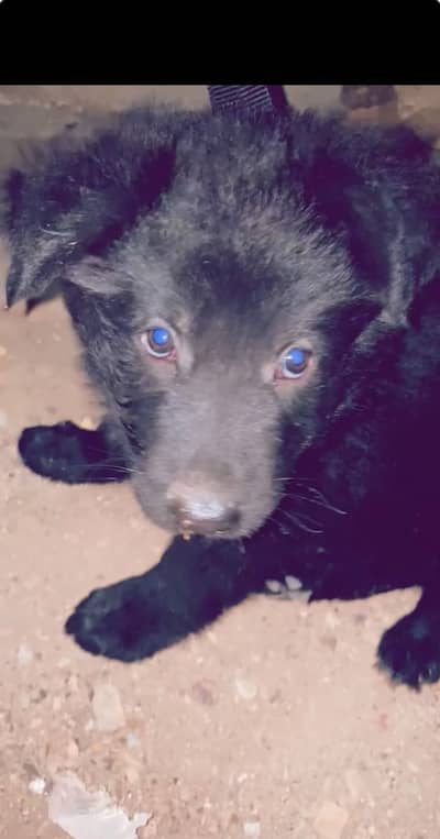 Black long-coat german shepherd