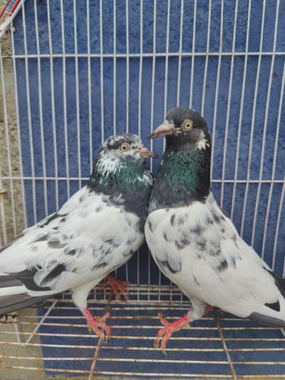 teddy pairs rampuri pair 89 walay Lal bajray pigeons