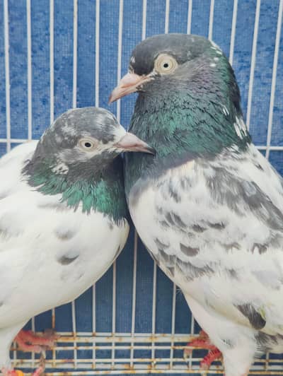 teddy pairs rampuri pair 79 walay Lal bajray pigeons