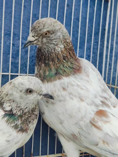 79 walay Lal bajray pigeon