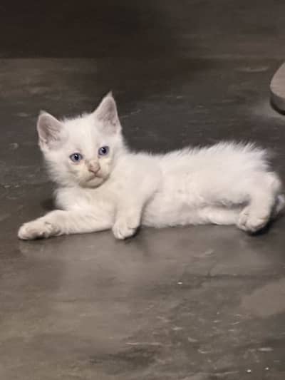 White Persian Kittens