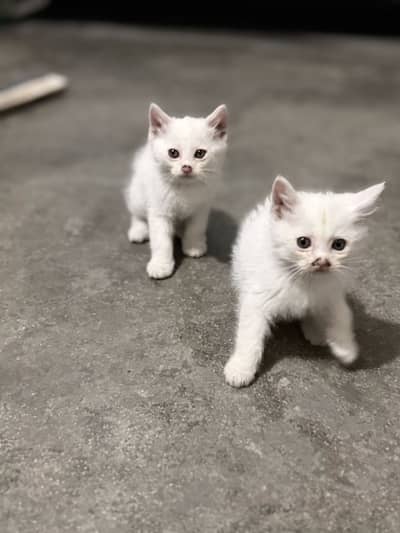 White Persian Kittens